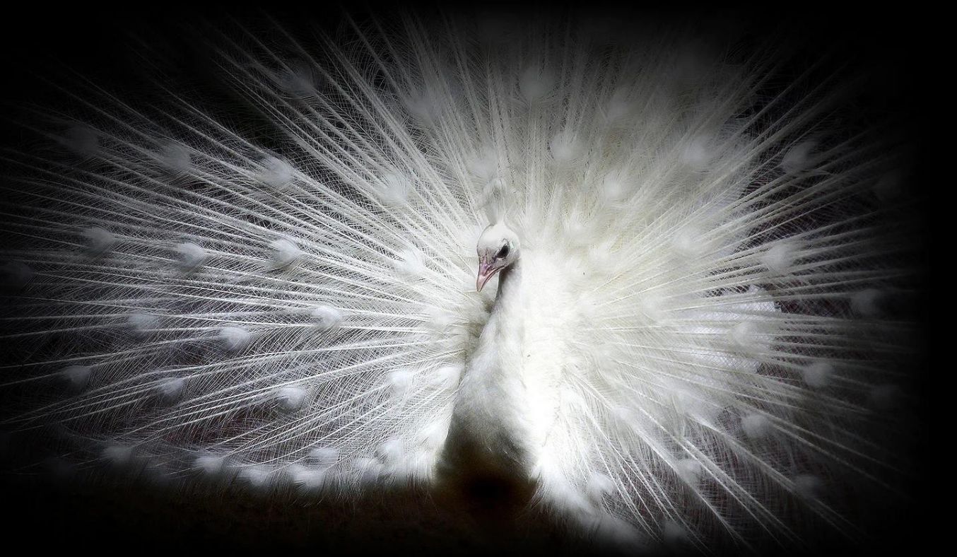 Smart Tivi OLED LG 4K 83 inch 83C2PSA Smart Tivi OLED LG 4K 83 inch 83C2PSA